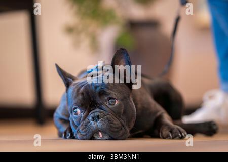 Schwarze französische Bulldogge liegt auf dem Boden. Nahaufnahme einer schwarzen französischen Bulldogge. Stockfoto