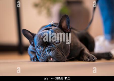 Schwarze französische Bulldogge liegt auf dem Boden. Nahaufnahme einer schwarzen französischen Bulldogge. Stockfoto