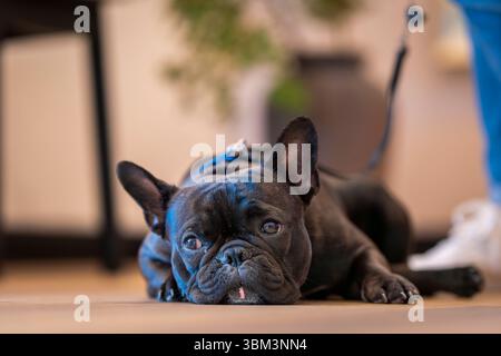 Schwarze französische Bulldogge liegt auf dem Boden. Nahaufnahme einer schwarzen französischen Bulldogge. Stockfoto