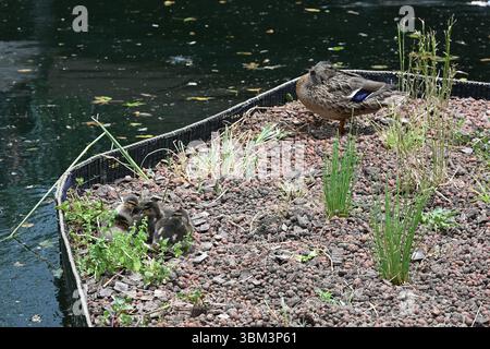 Eine weibliche Mallard-Ente und ihre Enten nisten auf einem Ponton im Middle Dock von Canary Wharf in London Stockfoto