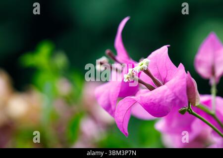 Bougainvillea-Blüten mit rosa Deckblättern und weißen Mittelpunkten vor dunklem Hintergrund Stockfoto