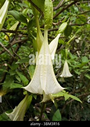 Nahaufnahme der weißen Brugmansienblüte, umgeben von grünen Blättern, eine weiche und exotische Blumenszene. Stockfoto