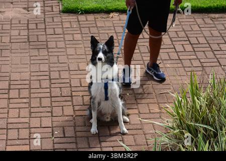 Hund an der Leine mit einem Mann, der auf dem Bürgersteig spaziert Stockfoto