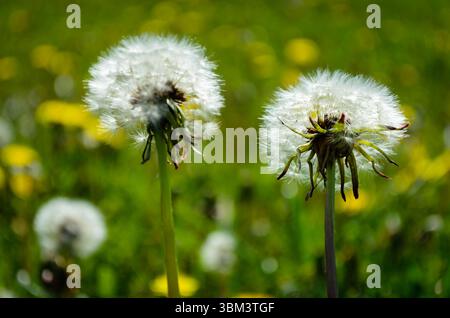 Drei flauschige Löwenzahn-Köpfe, die zur Saat gegangen sind, mit einer unscharfen Wiese im Hintergrund. Stockfoto