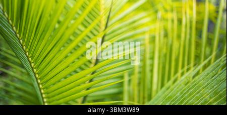 Majestätisches, lebhaftes Sonnenlicht, das durch tropische Palmenblätter in Makrosicht leuchtet, farbenfrohe Naturgartenszene mit friedlicher, entspannter Atmosphäre und landschaftlich reizvoll Stockfoto