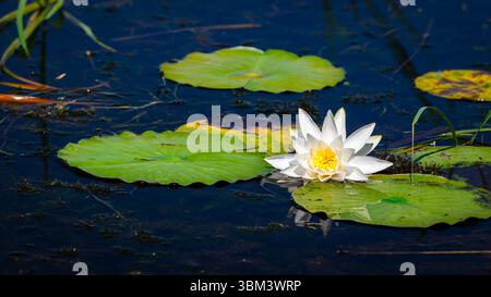 Nahaufnahme einer weißen Seerosenblume und grünen Lilienpads auf blauem Wasser Stockfoto