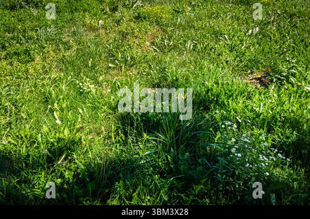Nahaufnahme eines Vorstadtrasens, der im Sommer mit Unkraut bewachsen ist Stockfoto