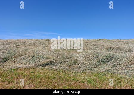 Teilweise getrocknetes, gemähtes Gras auf dem Feld/auf der Wiese, das als Futter für Tiere/Nutztiere getrocknet wird, bevor es im Frühsommer zu Heuballen gepresst wird Stockfoto