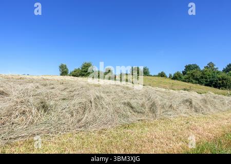Teilweise getrocknetes, gemähtes Gras auf dem Feld/auf der Wiese, das als Futter für Tiere/Nutztiere getrocknet wird, bevor es im Frühsommer zu Heuballen gepresst wird Stockfoto