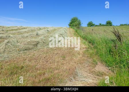 Teilweise getrocknetes, gemähtes Gras auf dem Feld/auf der Wiese, das als Futter für Tiere/Nutztiere getrocknet wird, bevor es im Frühsommer zu Heuballen gepresst wird Stockfoto