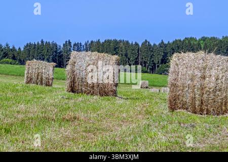 Ballen, teilweise getrocknetes gemähtes Gras im Frühsommer auf dem Feld/auf der Wiese, geformt zu zylindrischen Heuballen, die als Tier-/Viehfutter verwendet werden Stockfoto