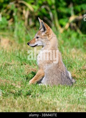 Coyote Canis latrans sitzen im Gras und beobachten aufmerksam Stockfoto