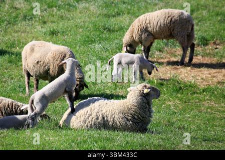 Junge Lämmer interagieren mit einem Mutterschaf, während sie gemeinsam auf einer sonnendurchfluteten grünen Weide weiden. Stockfoto