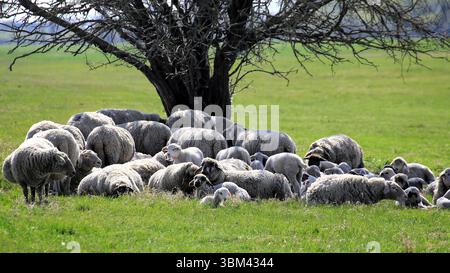 Schafe, die eng im Schatten unter einem blattlosen Baum auf offenem Weideland liegen. Stockfoto