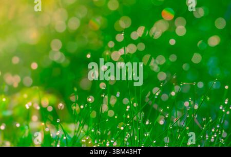Tautropfen auf frischem grünem Gras in sanftem Sonnenlicht mit leuchtendem kreisförmigem Bokeh-Hintergrund Stockfoto