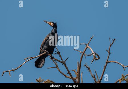 Großer Kormoran, der auf trockenem Ast vor tiefblauem Himmel thront, mit Wappen und scharfem Blick Stockfoto