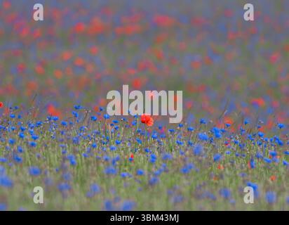 Wildblumenwiese blüht mit leuchtend roten Mohnblumen und blauen Kornblumen in mehrschichtigen bunten Feldern Stockfoto
