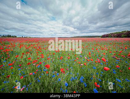 Riesiges Mohnfeld unter dramatischem Himmel mit Wolken und verstreutem Sonnenlicht über roten Wildblumen Stockfoto