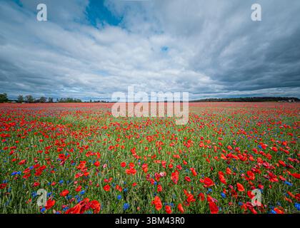 Riesiges Mohnfeld unter dramatischem Himmel mit Wolken und verstreutem Sonnenlicht über roten Wildblumen Stockfoto