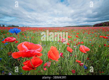 Riesiges Mohnfeld unter dramatischem Himmel mit Wolken und verstreutem Sonnenlicht über roten Wildblumen Stockfoto