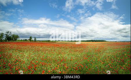 Riesiges Mohnfeld unter dramatischem Himmel mit Wolken und verstreutem Sonnenlicht über roten Wildblumen Stockfoto