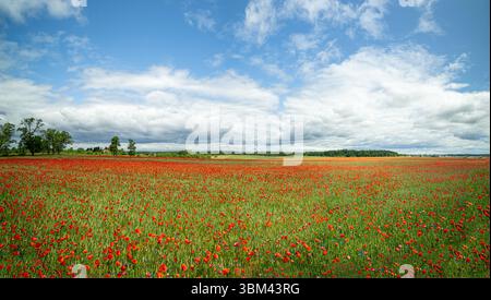 Riesiges Mohnfeld unter dramatischem Himmel mit Wolken und verstreutem Sonnenlicht über roten Wildblumen Stockfoto