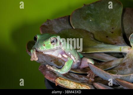 Weißer Baumfrosch, australischer Baumfrosch. Stockfoto