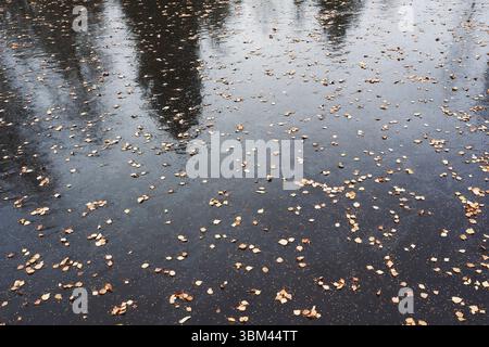 Birkenblätter auf einem gefrorenen Teich im Herbst Stockfoto