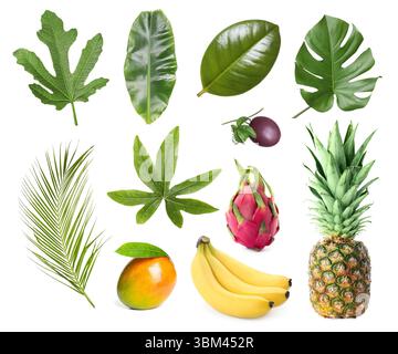 Tropische Blätter und Früchte isoliert auf weiß, Set Stockfoto