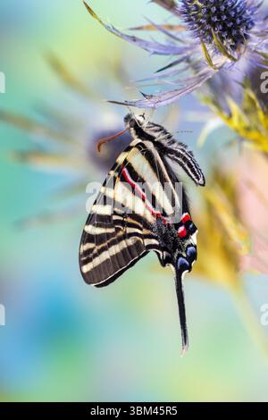 Zebra-Schwalbenschwanzfalter, heimisch im Osten der USA, ruht auf Distel Stockfoto