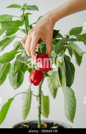 Die Frauenhand pflückt sanft reife rote Paprika aus einer blühenden Topfpflanze und feiert damit die Zufriedenheit mit dem Anbau von selbst angebauten Produkten und einem gesunden Lebensstil Stockfoto