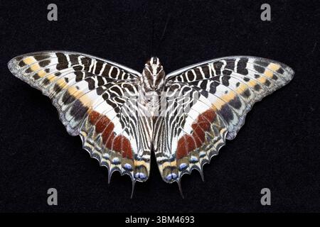 USA, Bundesstaat Washington, Sammamish. Charaxes-Rolle Schmetterling Stockfoto