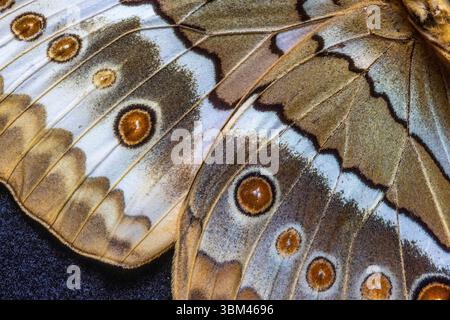 USA, Bundesstaat Washington, Sammamish. Dschungel-Queen-Bett mit Schmetterlingsflügel Stockfoto