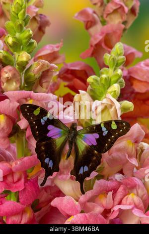 USA, Bundesstaat Washington, Sammamish. Lila gepunktete Schwalbenschwanz auf Blumen. Stockfoto