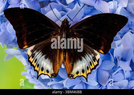 USA, Bundesstaat Washington, Sammamish. Charaxes eurialus Schmetterling auf Blume Stockfoto