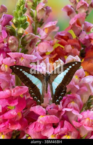 USA, Bundesstaat Washington, Sammamish. Graphium Sarpedon Schmetterling auf Blumen Stockfoto