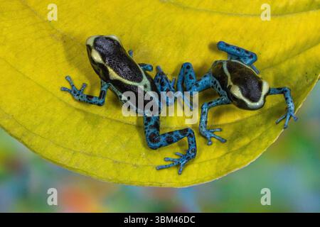 USA, Bundesstaat Washington, Sammamish. Färben von Giftpfeilfrosch „Puderblau“ Stockfoto