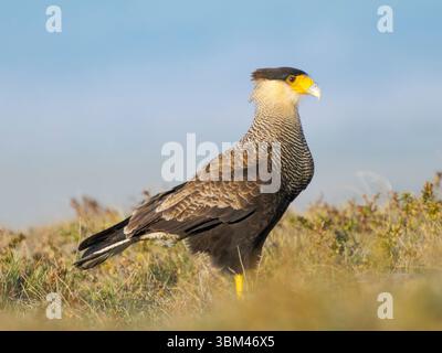 Südliche Haubenkarakara in Patagonien bei einem Kadaver. Südamerika, Chile Patagonien, Magallanes. Stockfoto