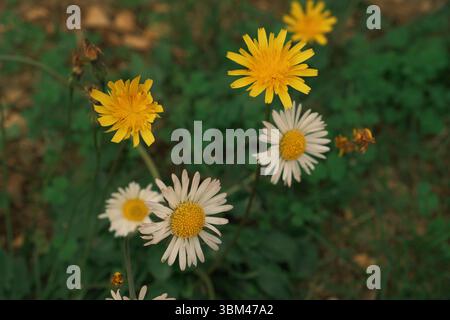 Eine Mischung aus blühenden gelben Löwenzahn und weißen Gänseblümchen mit gelben Zentren, die in einem grünen Gras wachsen. Der Hintergrund ist leicht verschwommen. Stockfoto