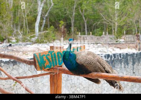 Coba, Mexiko. Lokale Pfauen in Coba Cenote. (Nur Für Redaktionelle Zwecke) Stockfoto