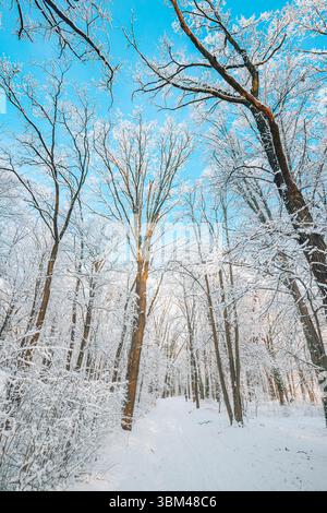 Herrliches Panorama sonnige Winterwaldlandschaft verschneite Wanderwege gefrorene Bäume blauer Himmel weiß traumhafte Outdoor Abenteuer fantastische Natur Wandkunst Stockfoto