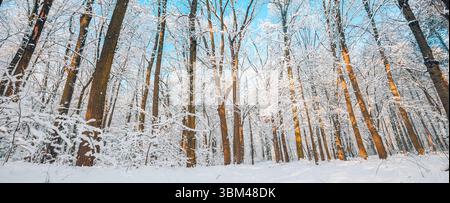 Winterwaldlandschaft Panorama mit schneebedeckten Bäumen, sanftem Sonnenlicht, ruhiger Natur, ruhiger Wald, malerischer saisonaler Hintergrund perfekt Stockfoto