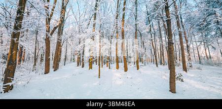 Winterwaldlandschaft Panorama mit schneebedeckten Bäumen, sanftem Sonnenlicht, ruhiger Natur, ruhiger Wald, malerischer saisonaler Hintergrund perfekt Stockfoto