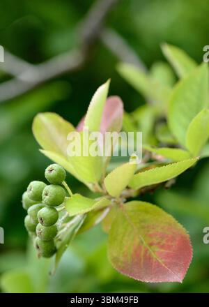 Grüne unreife Beeren der Schwarzen Chokebeere (Aronia melanocarpa) an Sträuchern der Familie der Rosaceae während der frühen Fruchtentwicklung Stockfoto