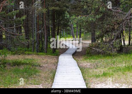 Holzweg Durch Dichten Kiefernwald, Friedlicher Naturpfad Stockfoto