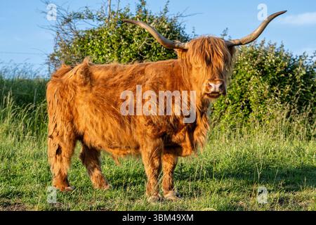 Freilaufende Hochlandrinder in einem Naturschutzgebiet in Zeeland, Niederlande Stockfoto
