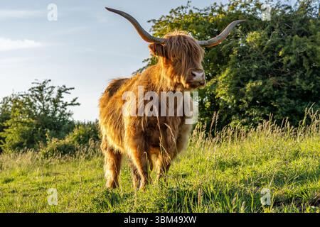 Freilaufende Hochlandrinder in einem Naturschutzgebiet in Zeeland, Niederlande Stockfoto