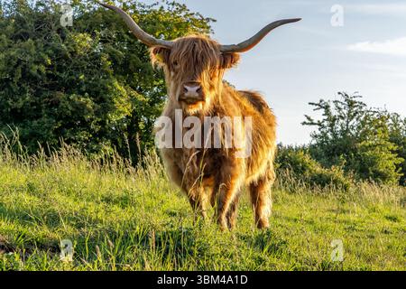 Freilaufende Hochlandrinder in einem Naturschutzgebiet in Zeeland, Niederlande Stockfoto
