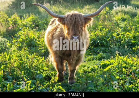 Freilaufende Hochlandrinder in einem Naturschutzgebiet in Zeeland, Niederlande Stockfoto