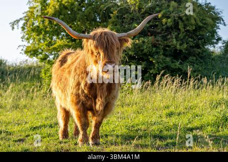Freilaufende Hochlandrinder in einem Naturschutzgebiet in Zeeland, Niederlande Stockfoto